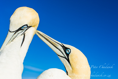 South African Seabirds