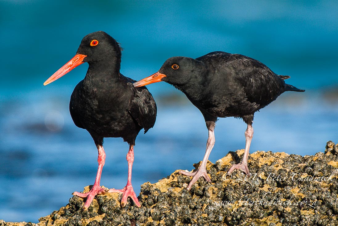 African black oystercatcher populations on the road to recovery