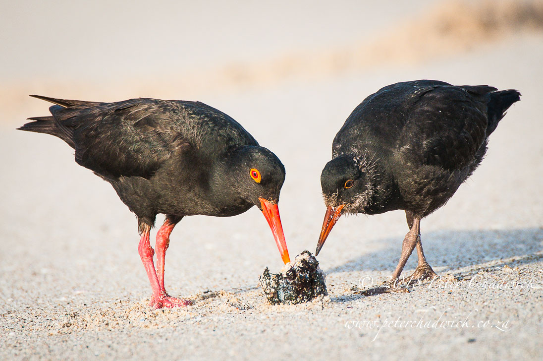 African black oystercatcher adult and chick