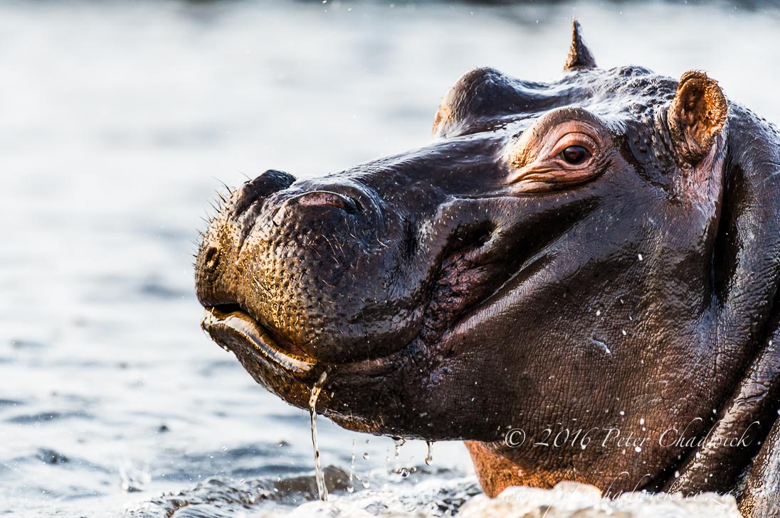 Hippo charge_©PeterChadwick_AfricanConservationPhotographer