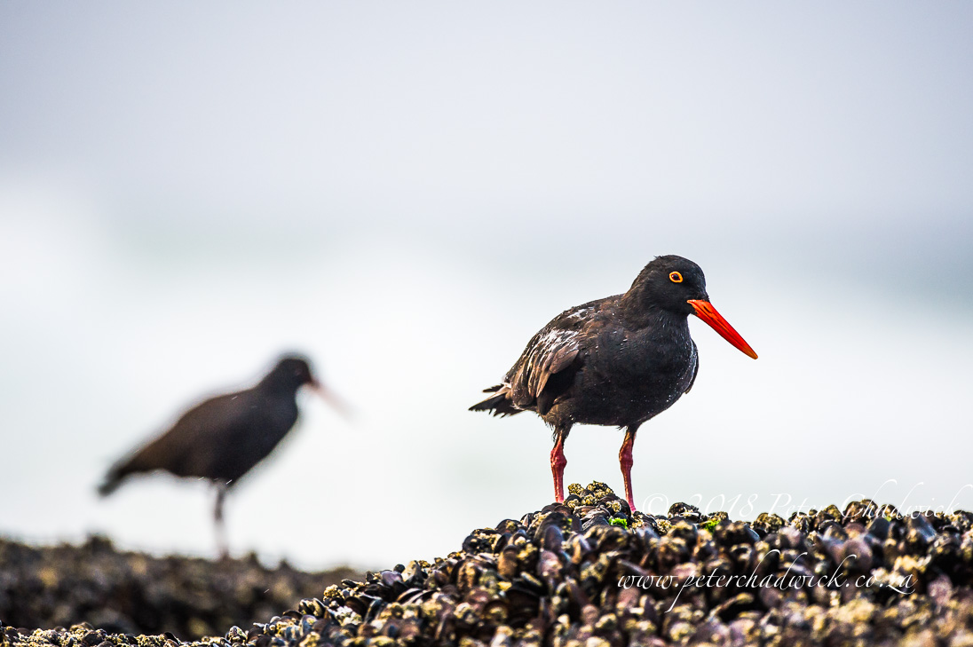 African black oystercatchers in the intertidal zone