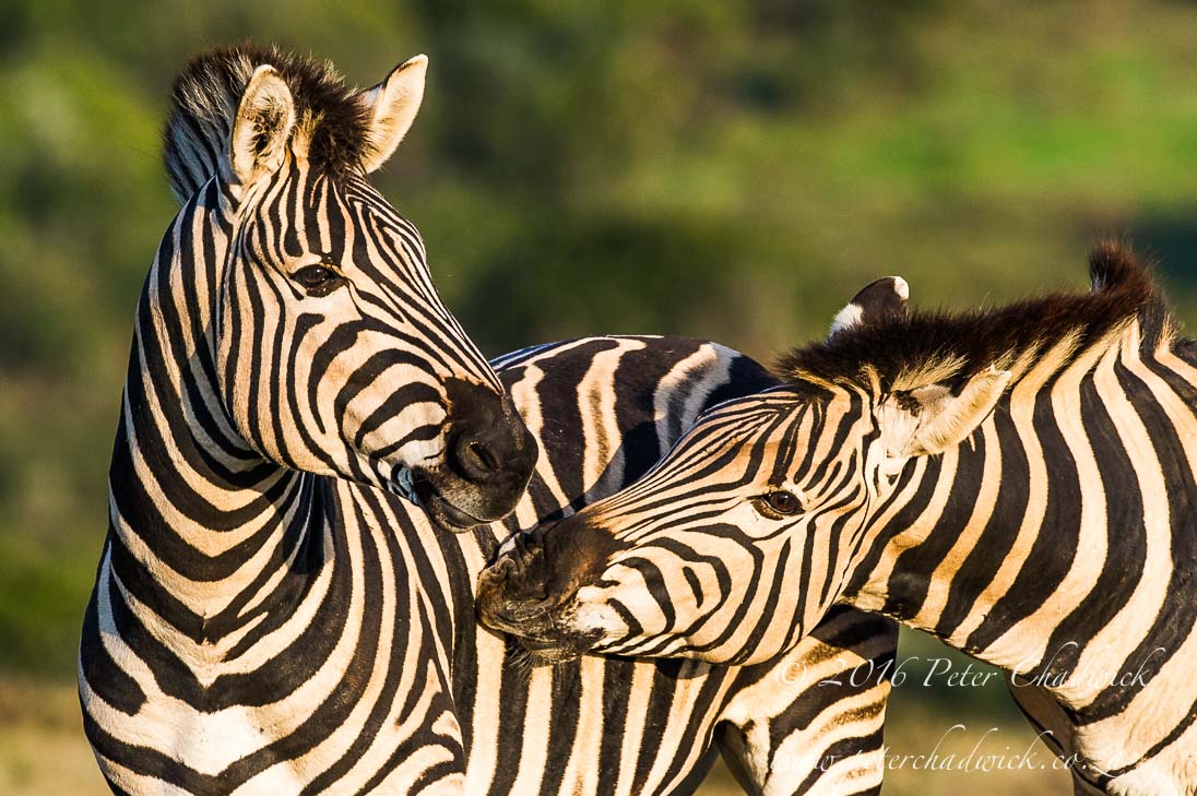 Burchells Zebra Stallions Greeting