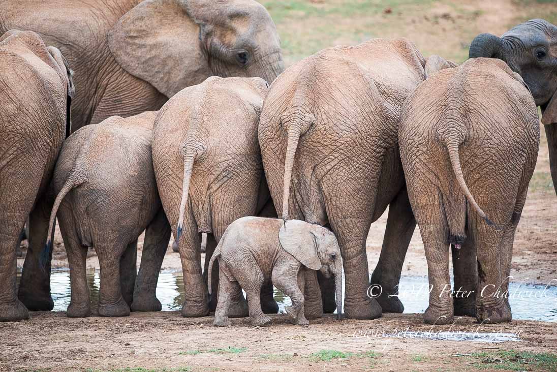 What Is The Future For African Elephants