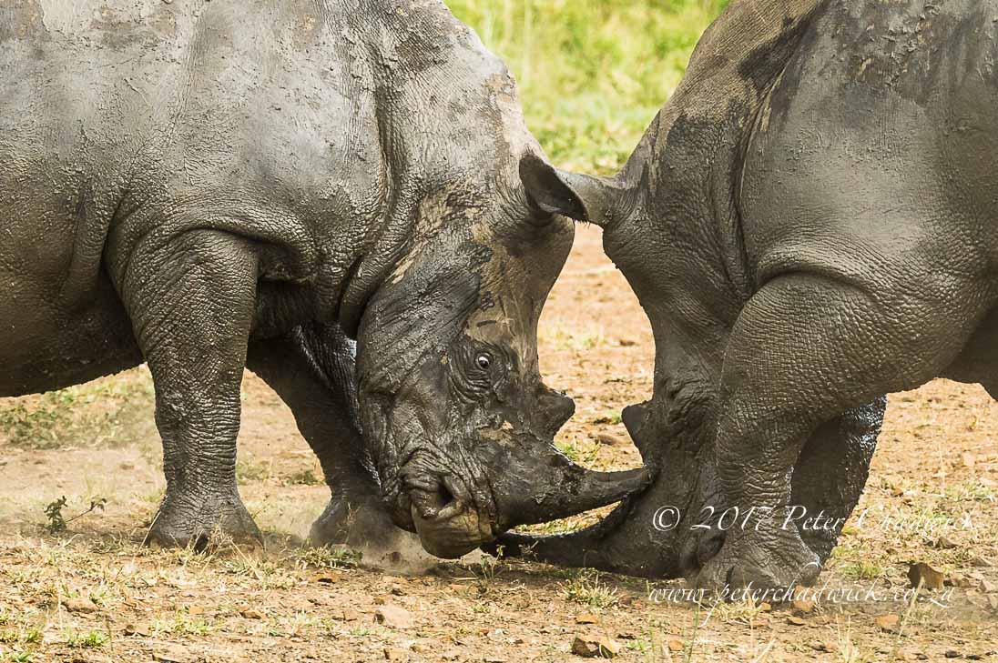 Fighting White Rhino Bulls