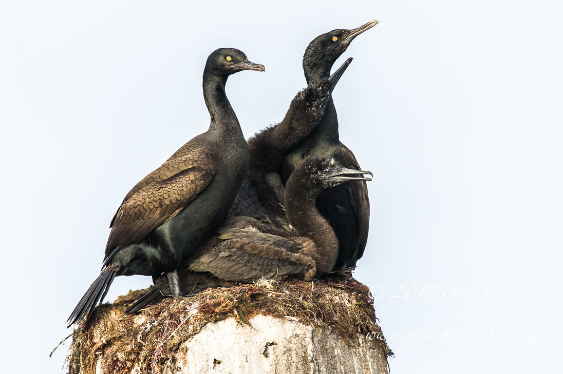 Nesting Bank Cormorants
