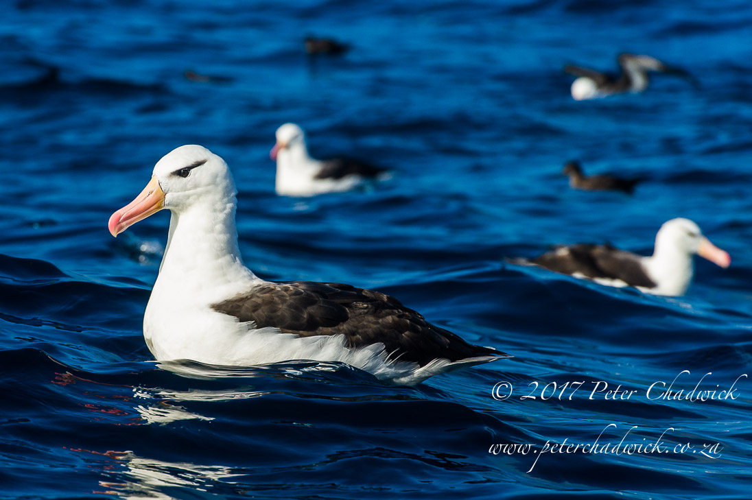 Black-Browed Albatros on the Open Ocean