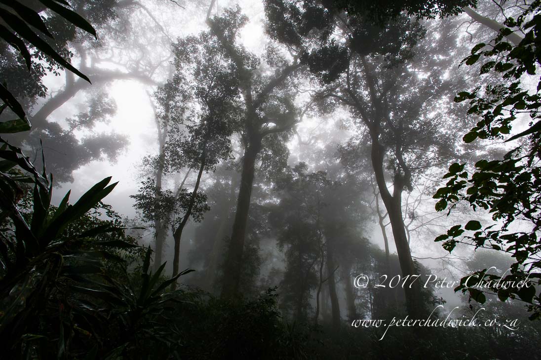 Gorongoza Mist Belt Forest 