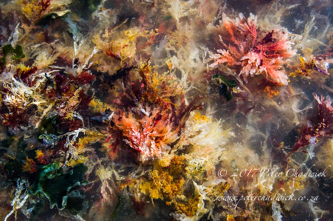 Palettes of Seaweed 