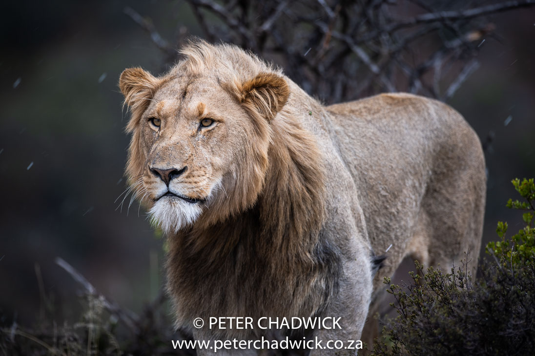 South Africa's Wild Diversity