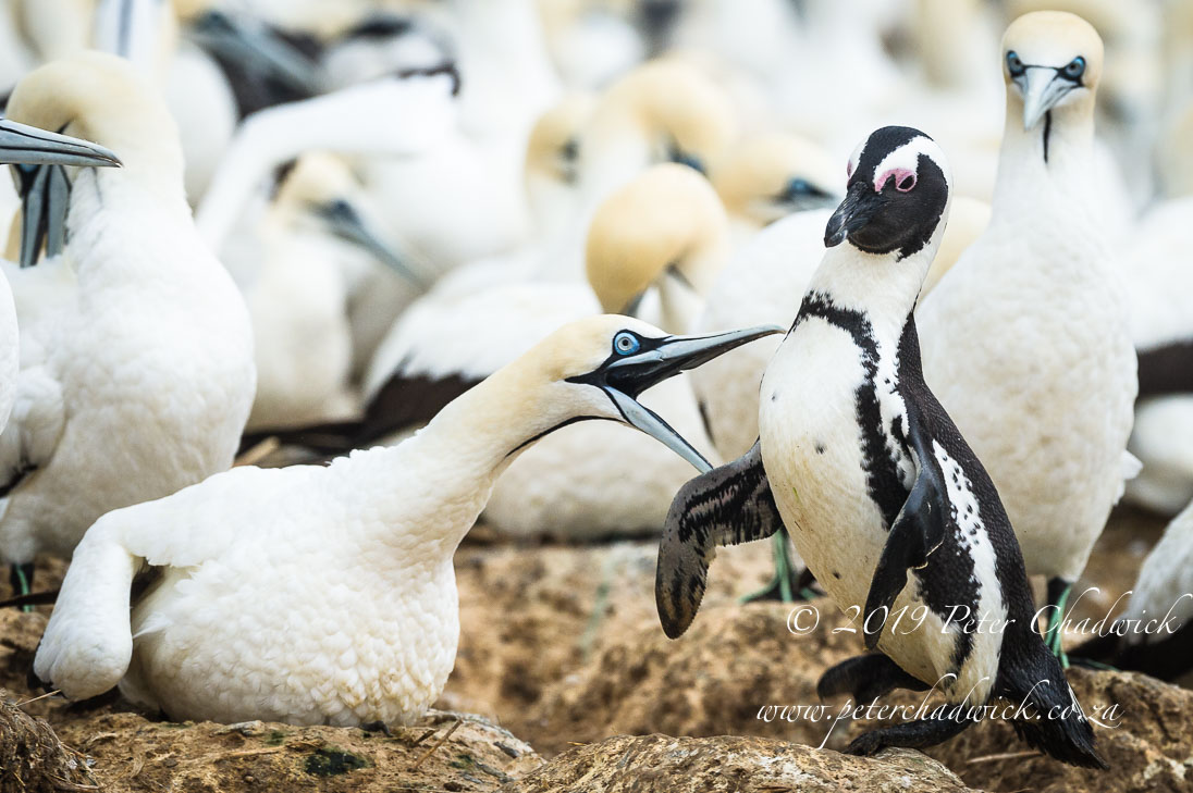 Bird Island Marine Protected Area - Peter Chadwick | African