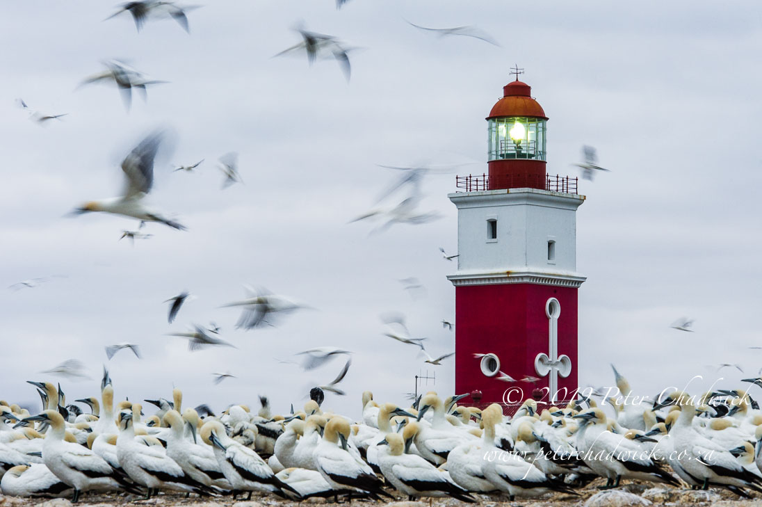 Bird Island Marine Protected Area - Peter Chadwick | African