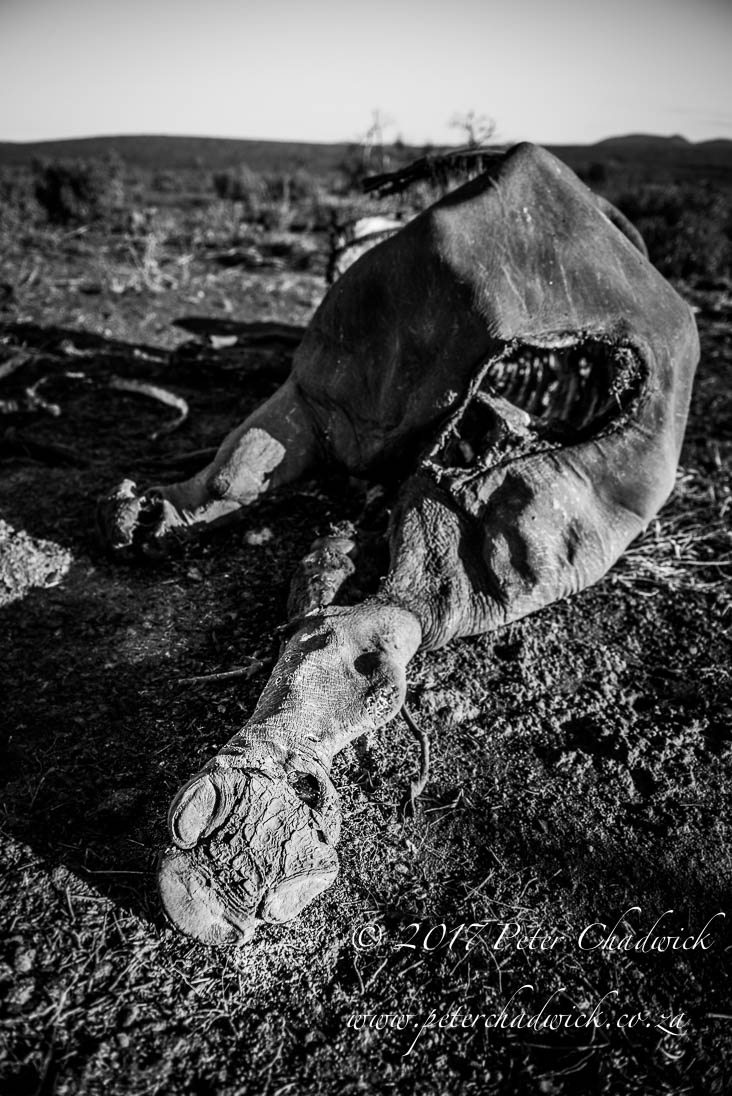 Africas Rangers_©PeterChadwick_AfricanConservationPhotographer