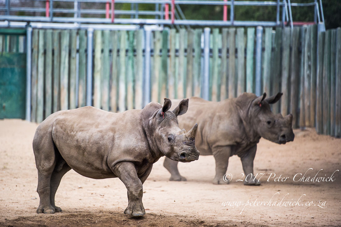 Africas Rangers_©PeterChadwick_AfricanConservationPhotographer