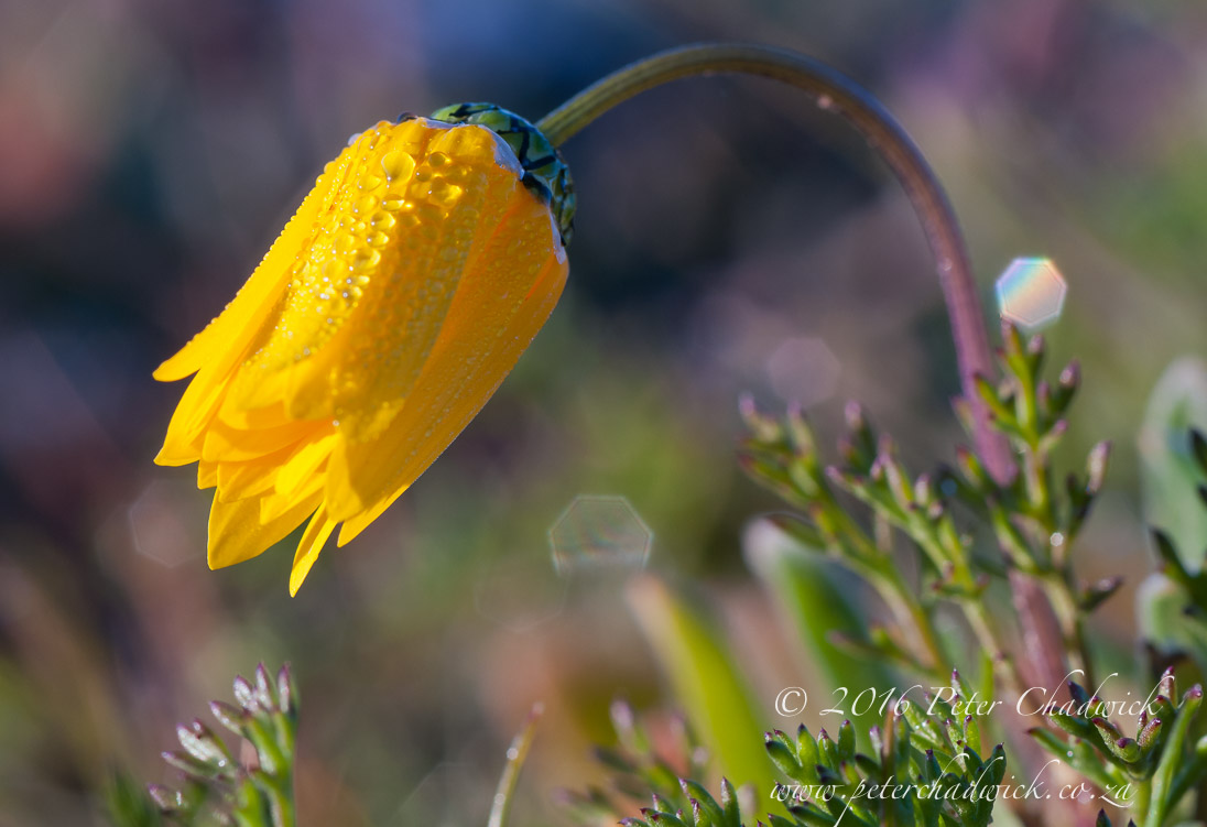 11_Namaqua daisy_©PeterChadwick_AfricanConservationPhotographer copy