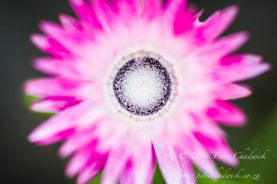 The Capes Floral Beauty
