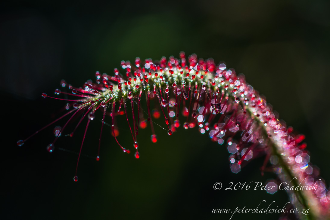 2_Drosera hilarus leaf_©PeterChadwick_AfricanConservationPhotographer