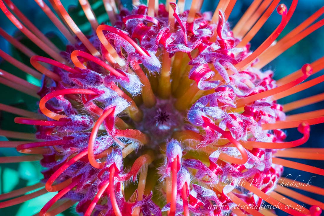 9_Leucospermum prostratum_©PeterChadwick_AfricanConservationPhotographer