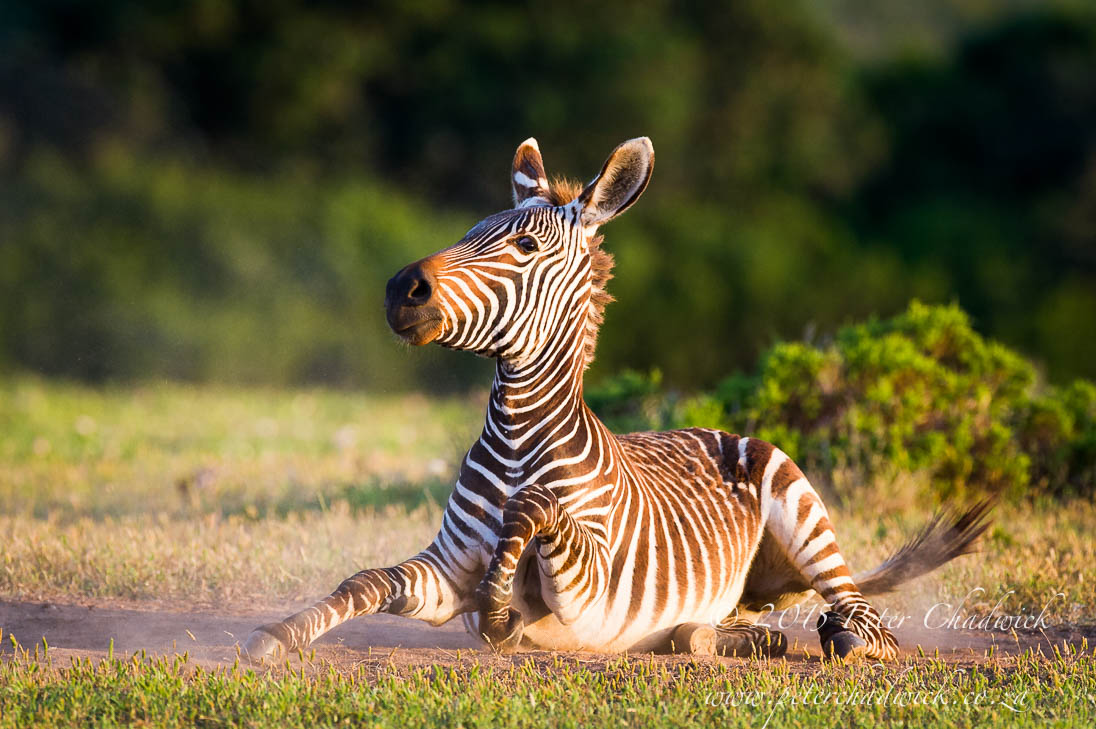 De Hoop Nature Reserve_©PeterChadwick_AfricanConservationPhotographer
