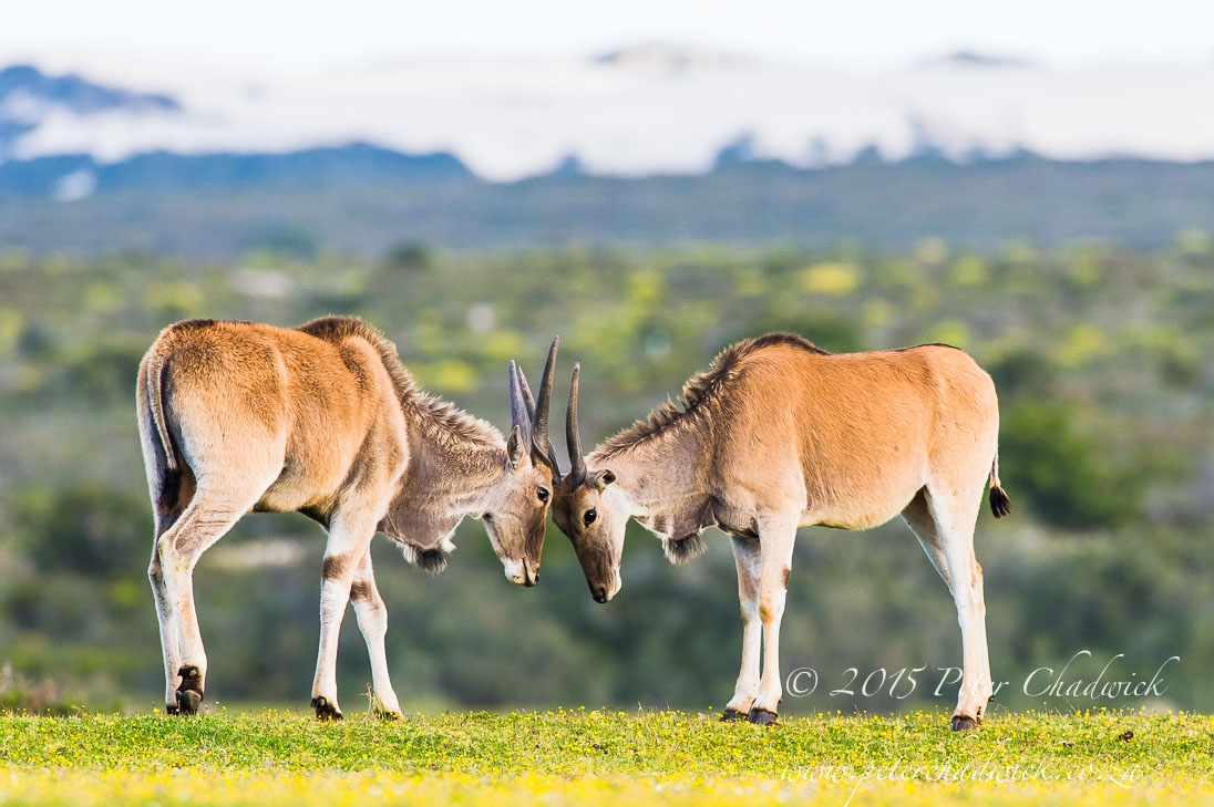De Hoop Nature Reserve_©PeterChadwick_AfricanConservationPhotographer
