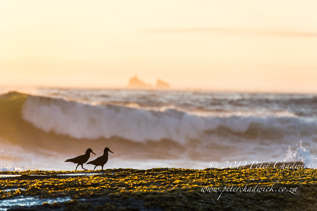 Dwesa Marine Protected Area_©PeterChadwick_AfricanConservationPhotographer 