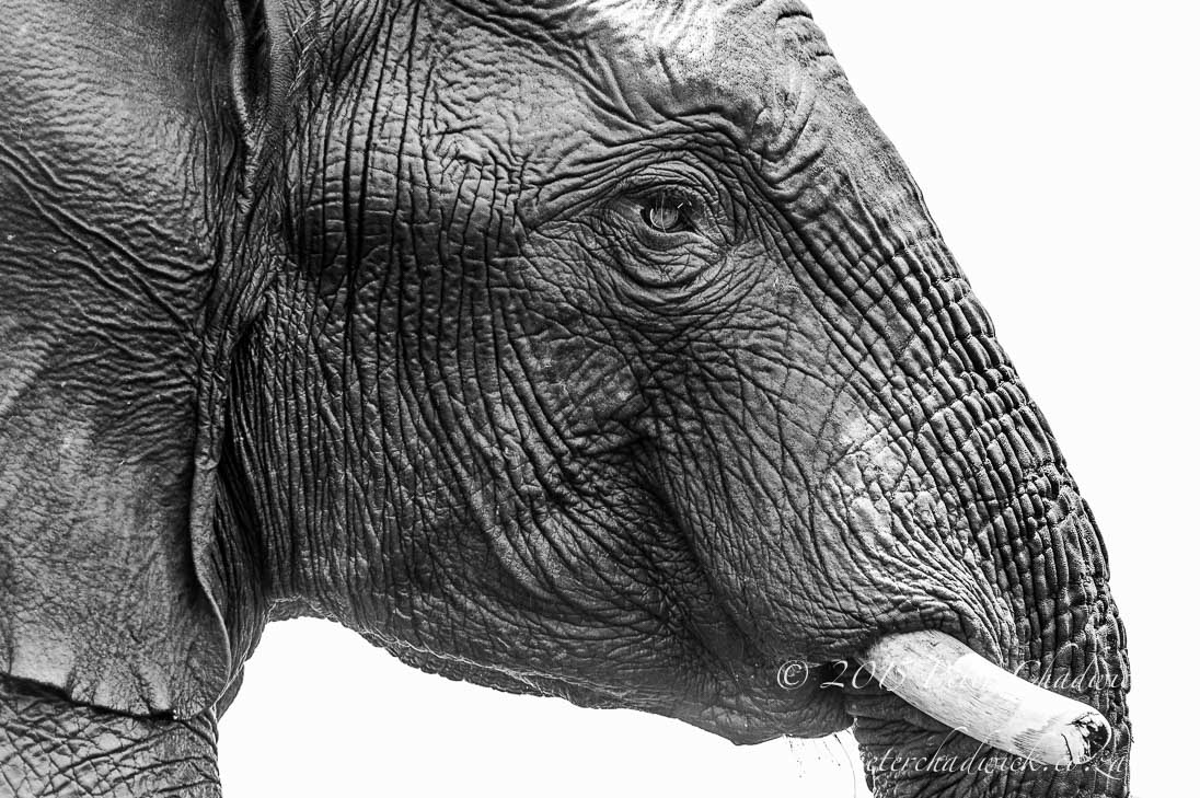 African Elephant
