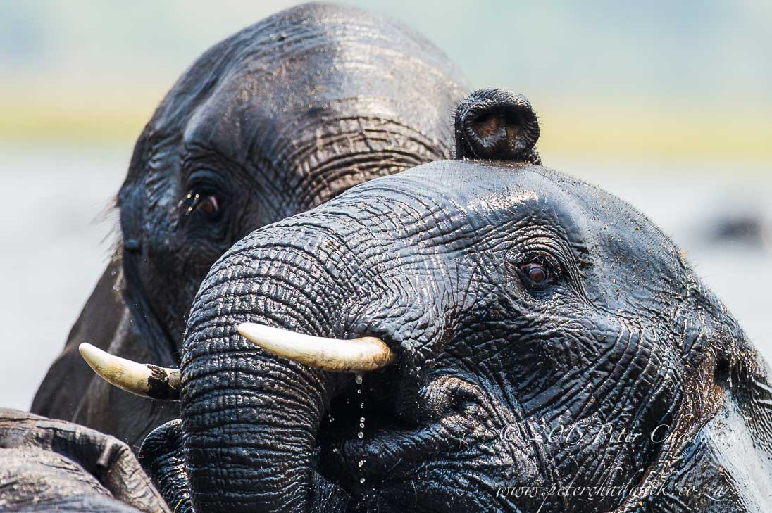 African Elephant_©PeterChadwick_AfricanConservationPhotographer