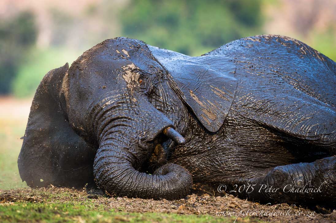 African Elephant_©PeterChadwick_AfricanConservationPhotographer
