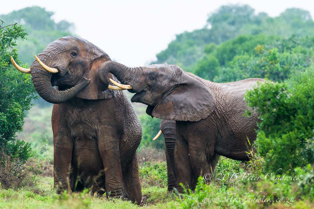 African Elephant_©PeterChadwick_AfricanConservationPhotographer