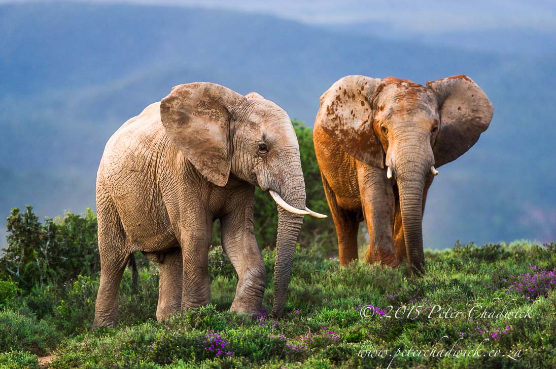 African Elephant_©PeterChadwick_AfricanConservationPhotographer