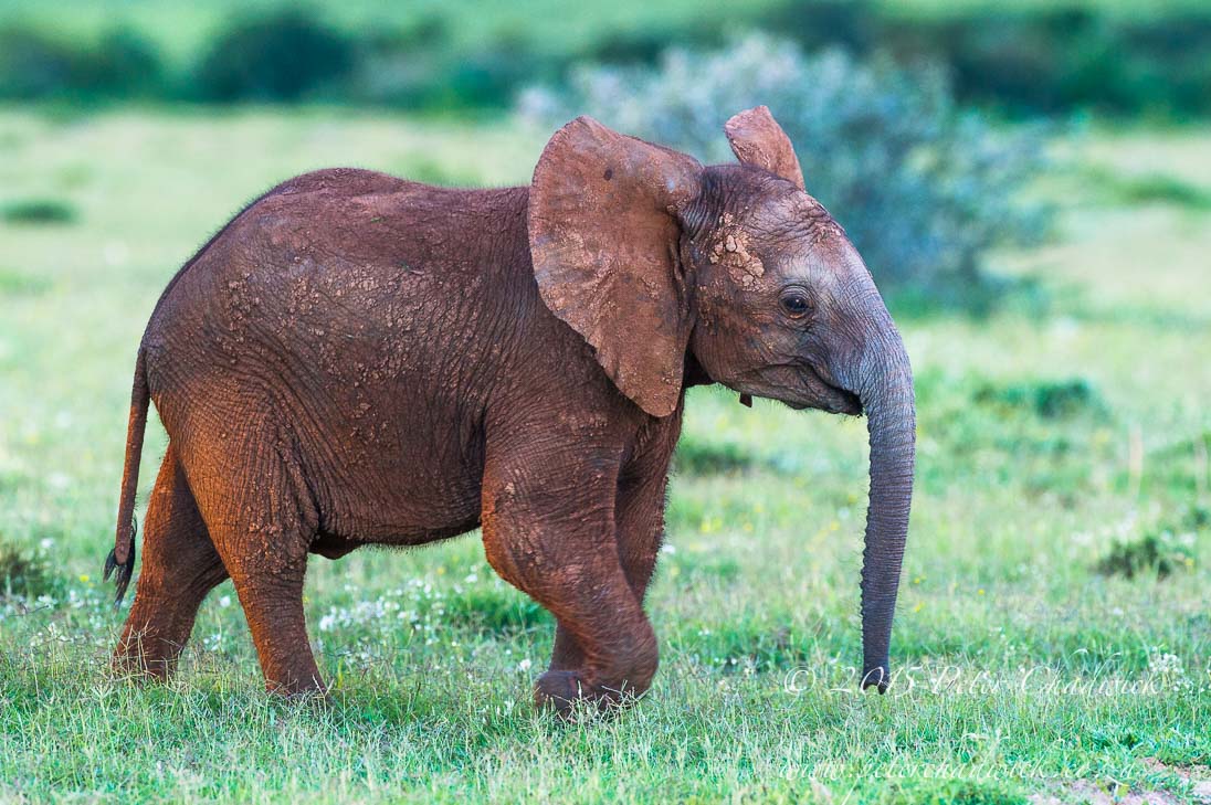 African Elephant_©PeterChadwick_AfricanConservationPhotographer