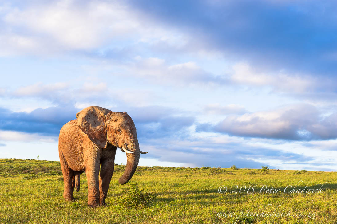 African Elephant_©PeterChadwick_AfricanConservationPhotographer