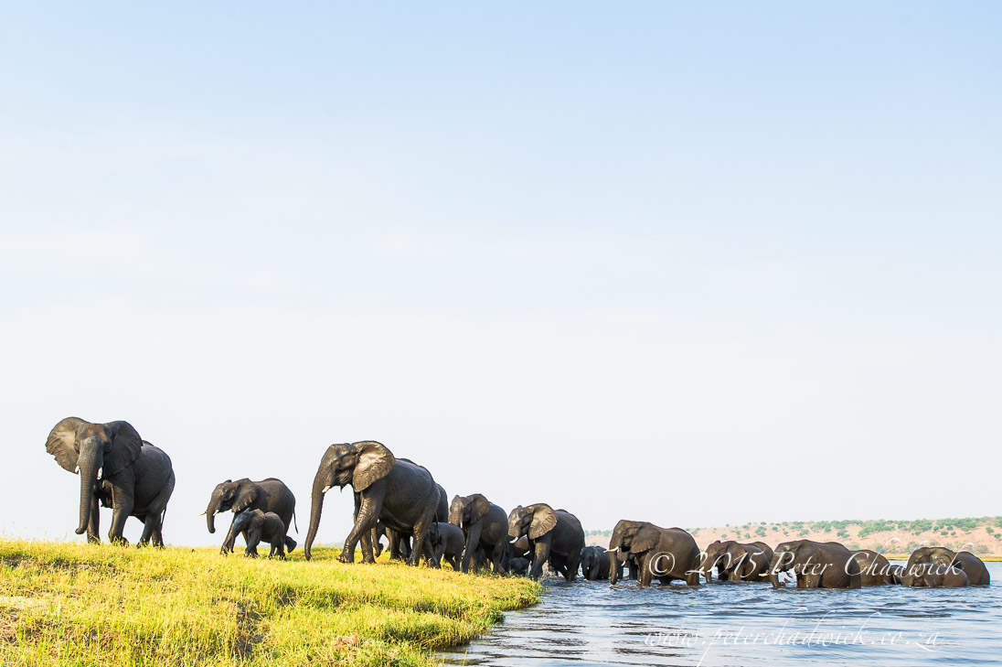 African Elephant_©PeterChadwick_AfricanConservationPhotographer