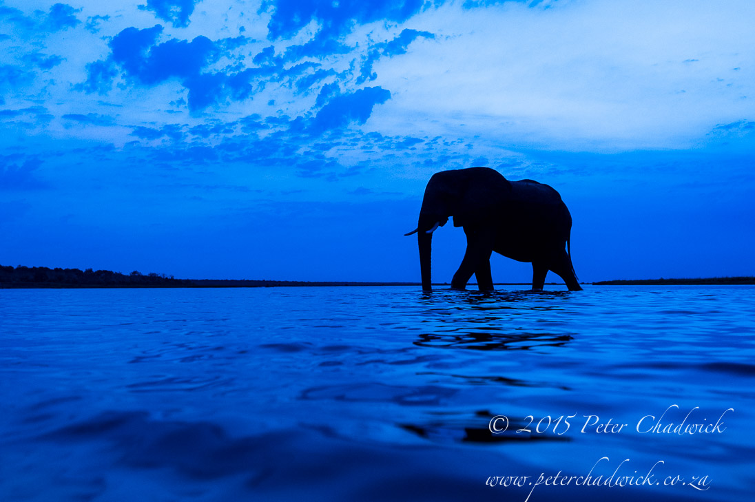 African Elephant_©PeterChadwick_AfricanConservationPhotographer