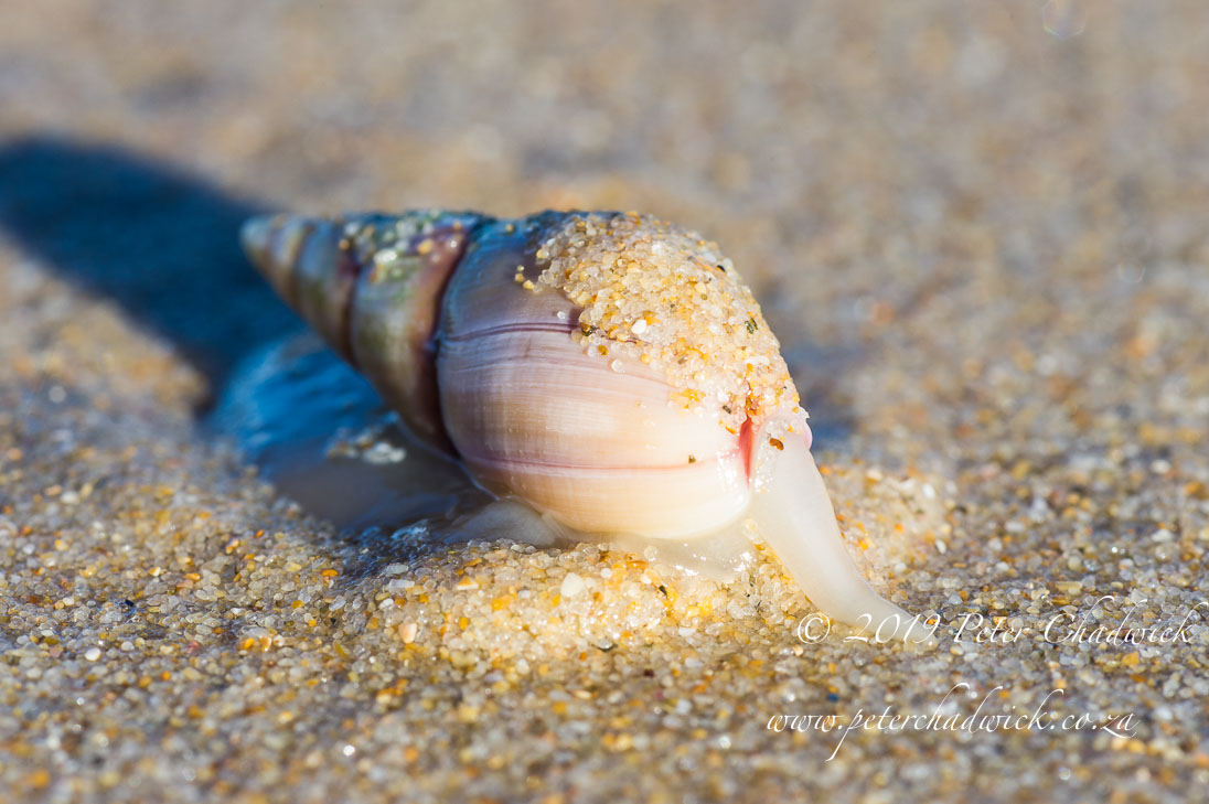 Goukamma Marine Protected Area_©PeterChadwick_AfricanConservationPhotographer 