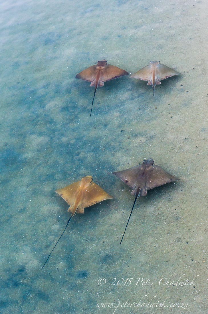 ©PeterChadwick_AfricanConservationPhotographer