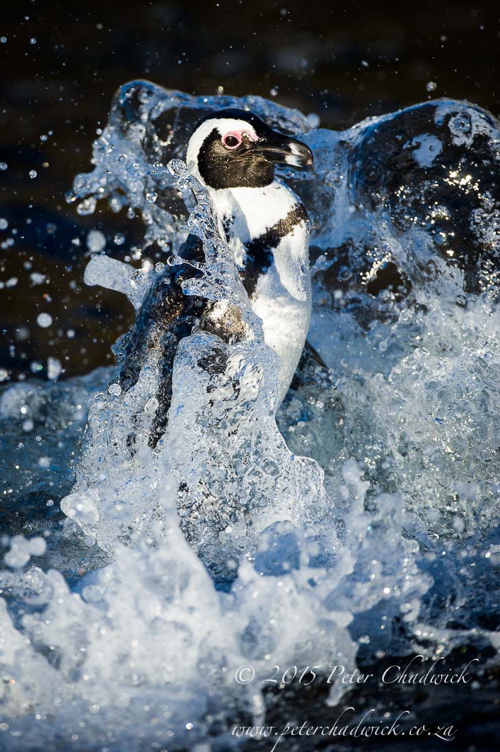 ©PeterChadwick_AfricanConservationPhotographer