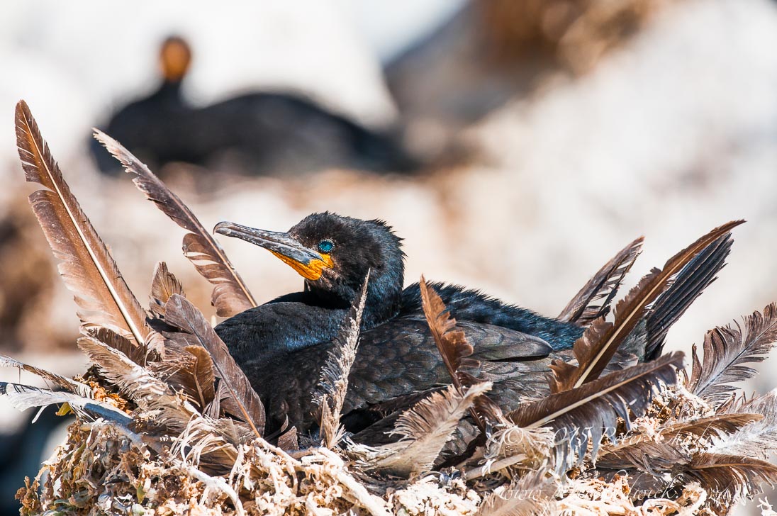 ©PeterChadwick_AfricanConservationPhotographer