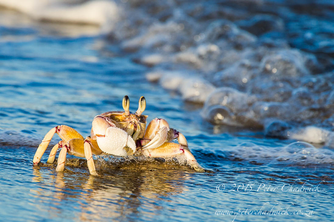 ©PeterChadwick_AfricanConservationPhotographer