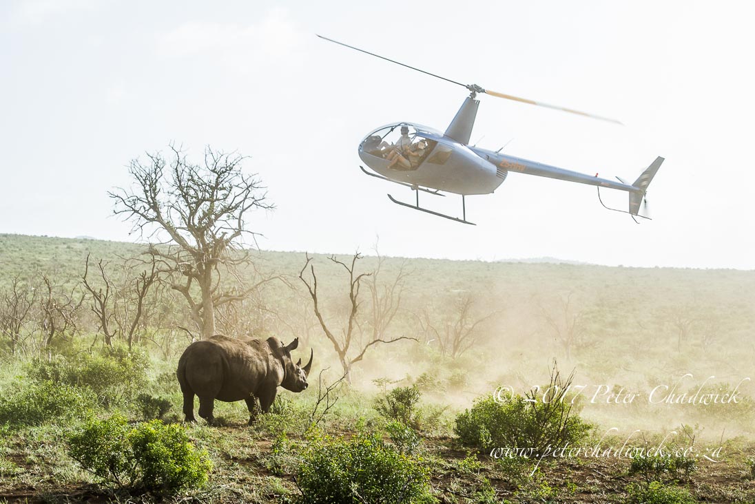 Rhino Conservation_©PeterChadwick AfricanConservationPhotographer