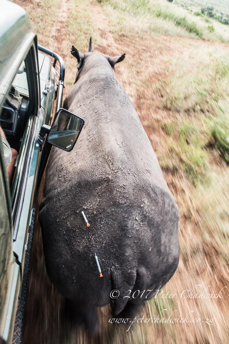 Rhino Conservation_©PeterChadwick AfricanConservationPhotographer