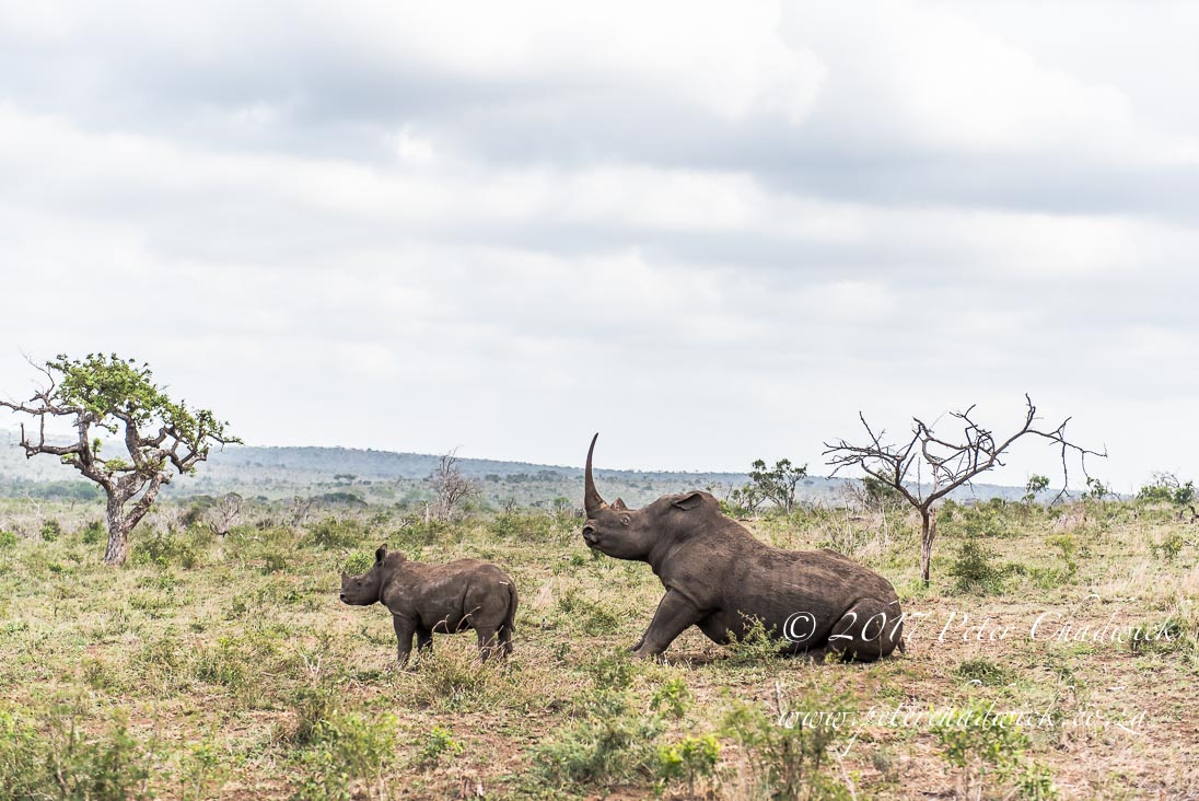 Rhino Conservation_©PeterChadwick AfricanConservationPhotographer
