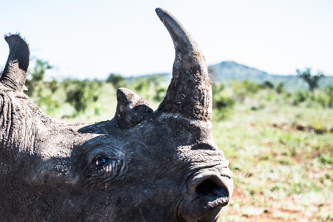 Rhino Conservation_©PeterChadwick AfricanConservationPhotographer