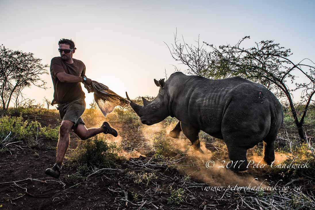 Rhino Conservation_©PeterChadwick AfricanConservationPhotographer