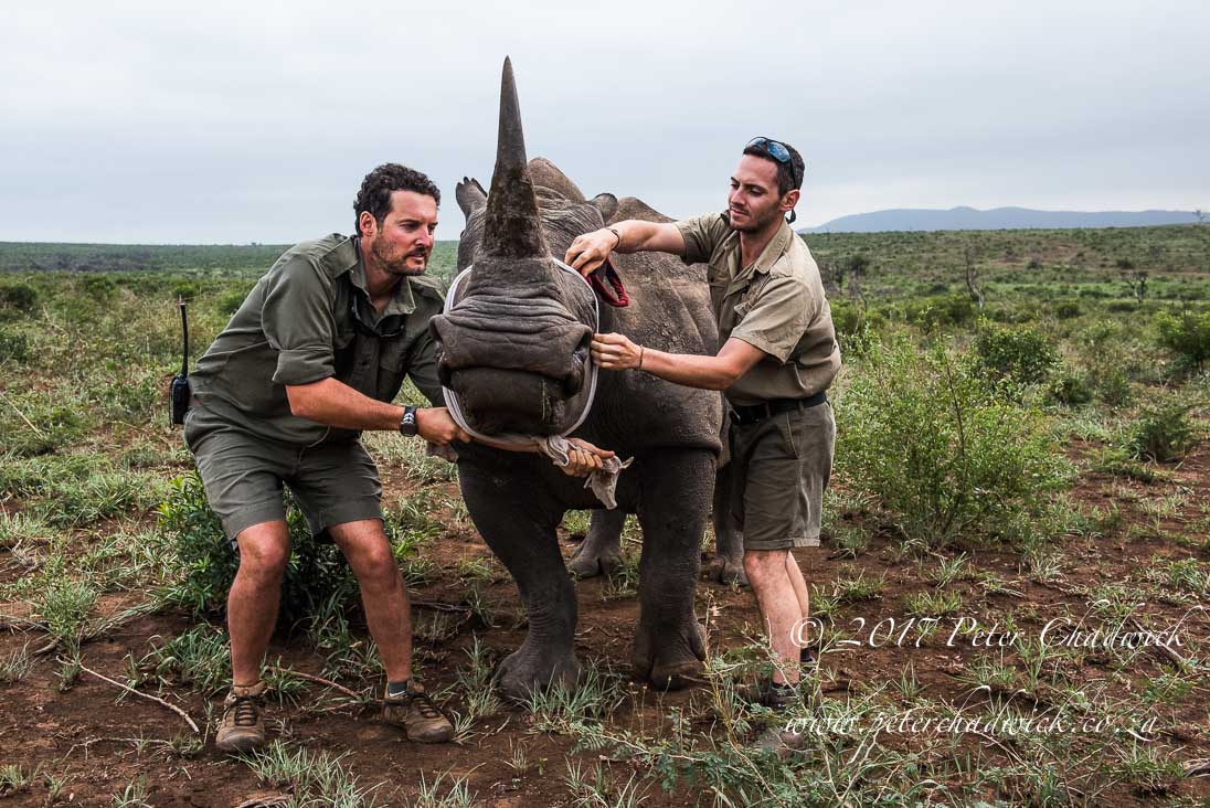 Rhino Conservation_©PeterChadwick AfricanConservationPhotographer