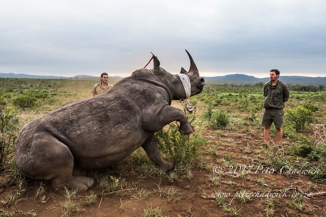 Rhino Conservation_©PeterChadwick AfricanConservationPhotographer