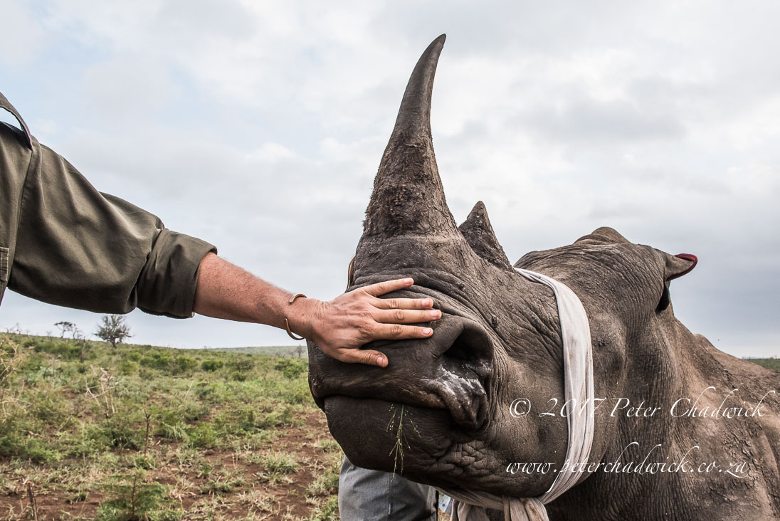 Rhino Conservation_©PeterChadwick AfricanConservationPhotographer
