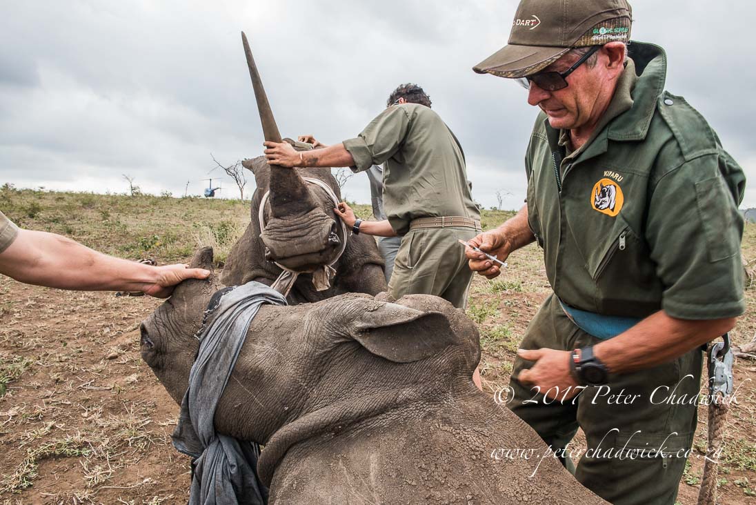 Rhino Conservation_©PeterChadwick AfricanConservationPhotographer