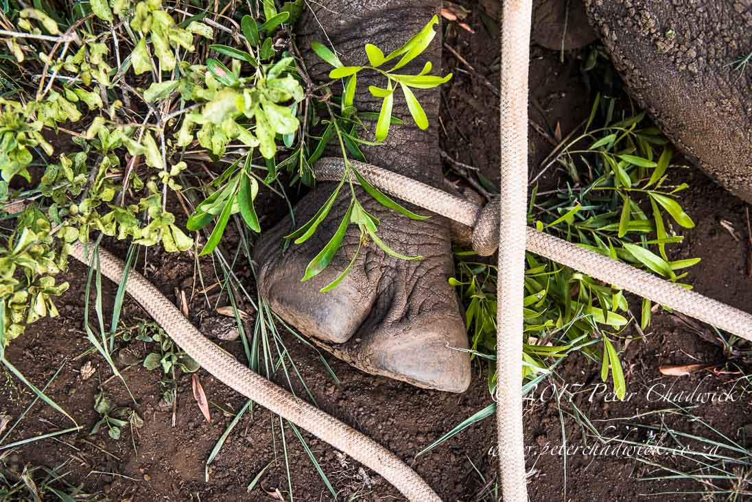Rhino Conservation_©PeterChadwick AfricanConservationPhotographer