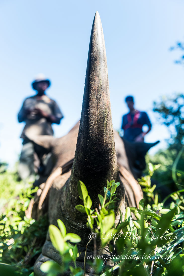 Rhino Conservation_©PeterChadwick AfricanConservationPhotographer