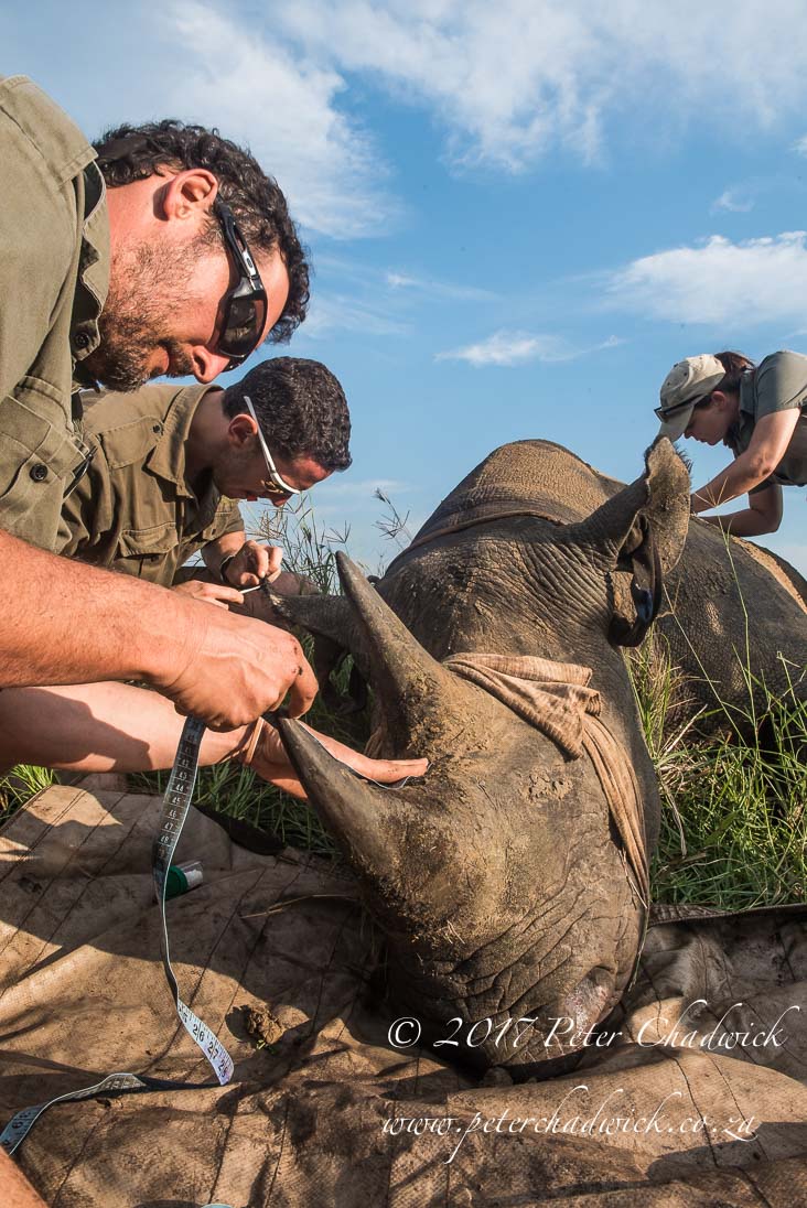 Rhino Conservation_©PeterChadwick AfricanConservationPhotographer